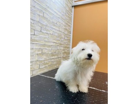 Maltese cinsi yavrumuz teslime hazır