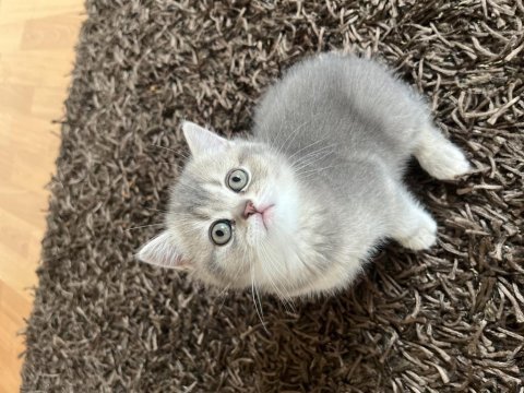 Golden ny11-ny12british shorthair yavrular