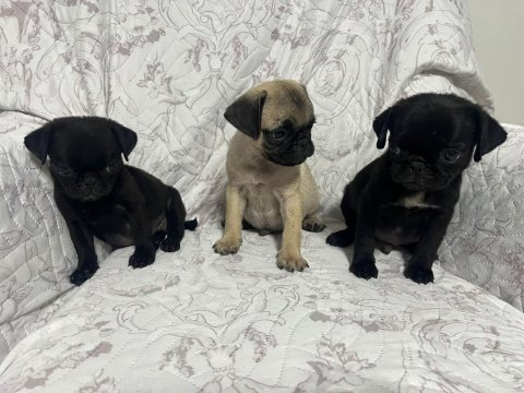 Pug mops yavrularımıza yuva arıyoruz