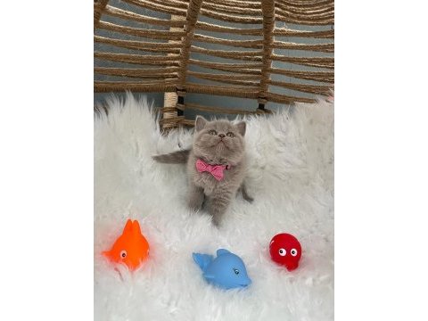 British shorthair lilak