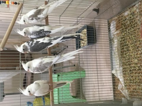 Yavru yetişkin mevcut kendi adıma bilezikli sultan papağanı