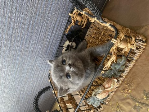 British shorthair gri