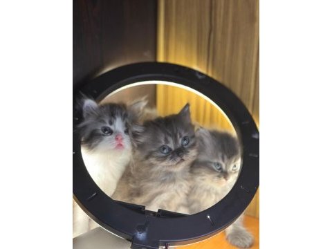 British longhair kedisi