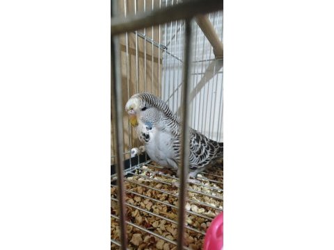 Show jumbo muhabbet kuşu yavrular ele kola alıştırmalık