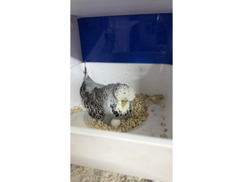 Yumurta yavru garantili show jumbo takım muhabbet kuşu