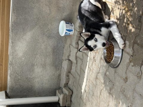 5 aylık aşıları tam husky