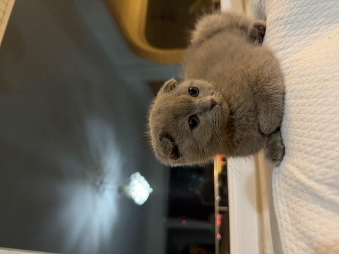 Tatlış yavru scottish fold