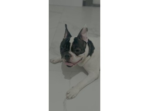 6 aylık erkek fransız bulldog