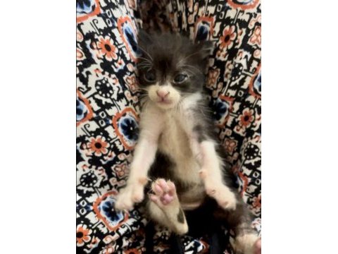 Annesiz dişi yavru kedi ücretsiz sahiplendiriyoruz