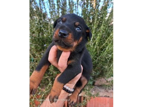 A kalite doberman yavrular