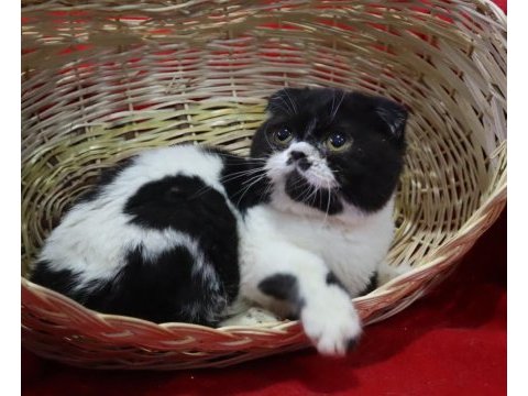 Dişi marjinal renk scottish fold çok güzel yüz hatları