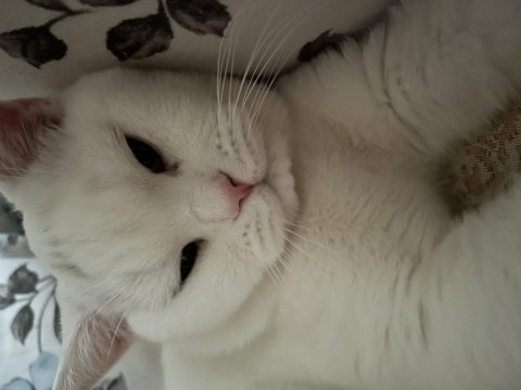 Sahibinden beyaz scottish fold