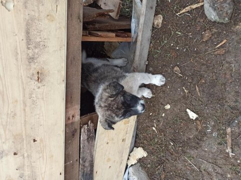 Köpeğimiz çok güzel