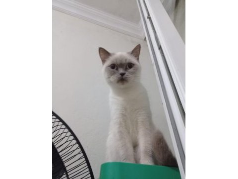 British shorthair kedisi