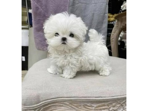 Eşi görülmemiş teacup kore maltese yavrumuz