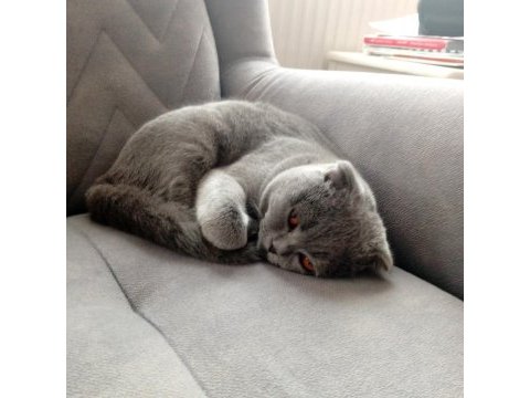 10 aylık erkek scottish fold