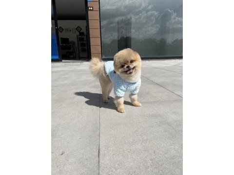 Orjinal pomeranian teddy bear en iyisini isteyenler için