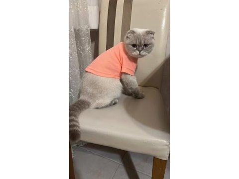 3 yaşında scottish fold dişi