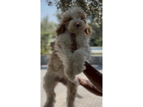 Tüy dökmez antialerjik labradoodle yavruları