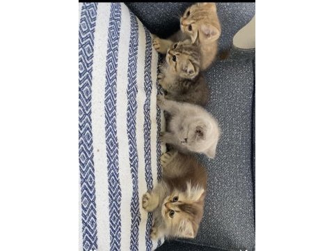 4 tatlı kardeş kediler