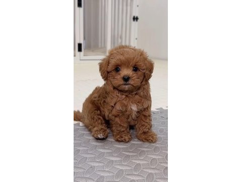 Maltipoo safkan