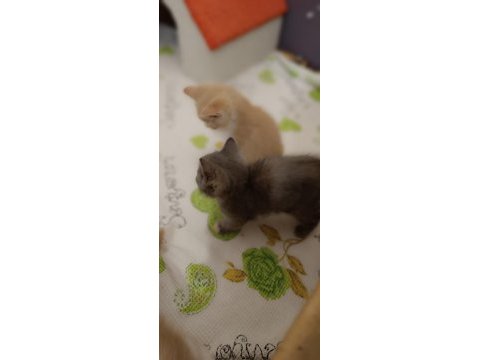 British shorthair gold