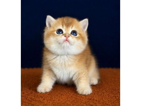 Show kalite british shorthair golden bebekler