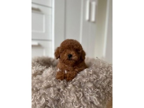 Toy poodle (kilo garantili sağlıklı yavrularım)