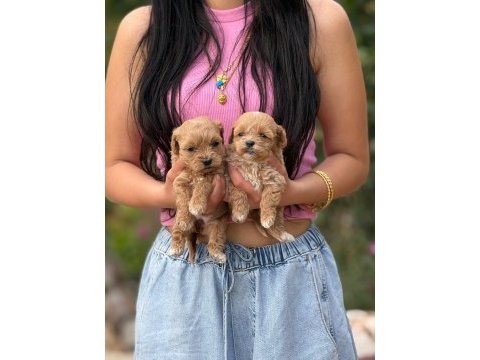 Aşılı eğitimli orjinal premıum maltipoo