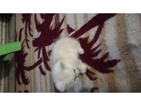 Çok oyuncu british shorthair miniğim