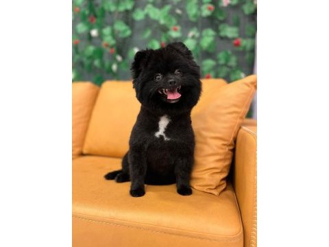 Pomeranian spitz, boo değil