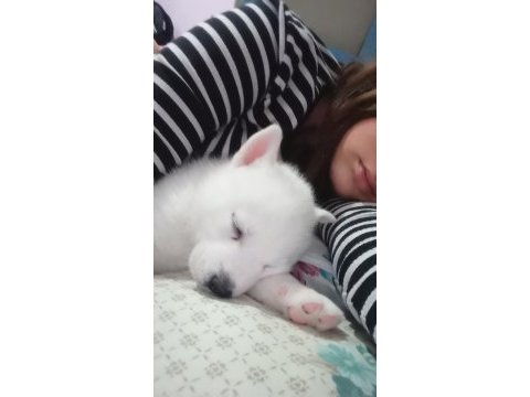 Sibirya kurdu husky