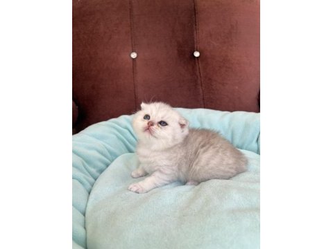 Scottish fold ve scottish straight yavrularımız