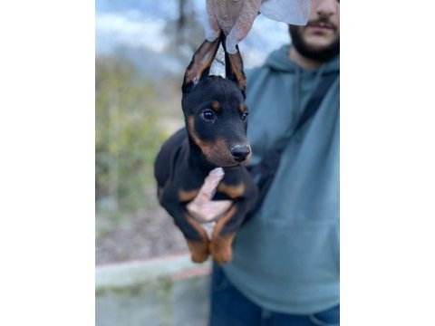 Üst kalite doberman yavrular