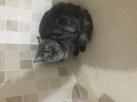 British shorthair güzel kızımıza kalıcı yuva arıyoruz