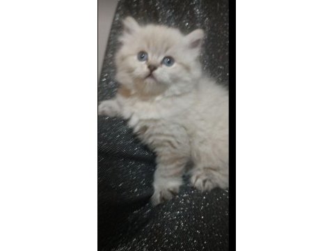 Longhair chinchilla erkek ve dişi kedilerimiz