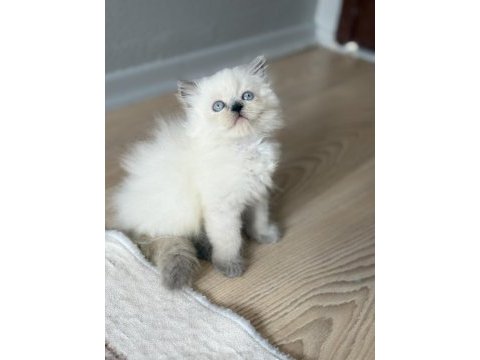 British longhair kedimiz