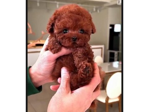 Toypoodle sevimli yavrular ruhsatlı çiftlik 