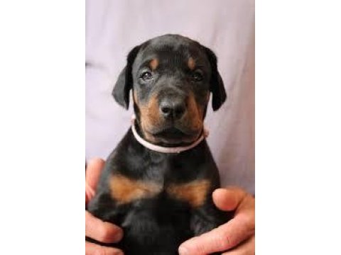 Asil insanların asil dobermanları olur
