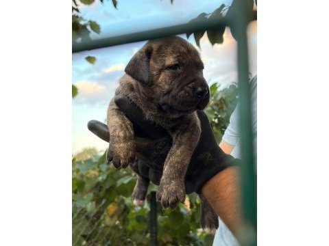 Sağlam kan presa canario yavru