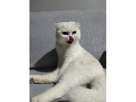 2 yaşında scottish fold beyaz