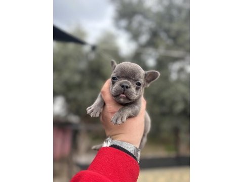 Egzotik french bulldog a kalite