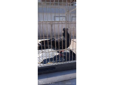 Kuş fazlalığından satıyorum