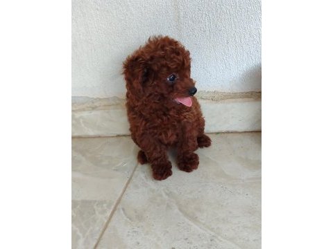 Bebek yüzlü poodle yavrular