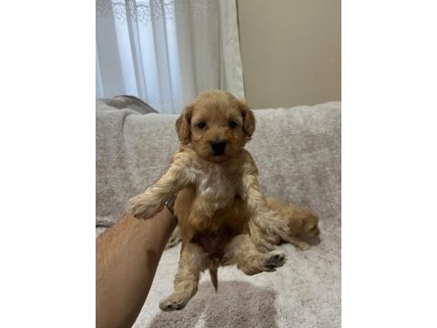 Maltipoo yavrularımız