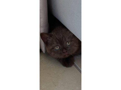 Cinnamon british shorthair
