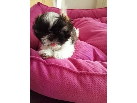 Aile ortamında shih tzu bebekler