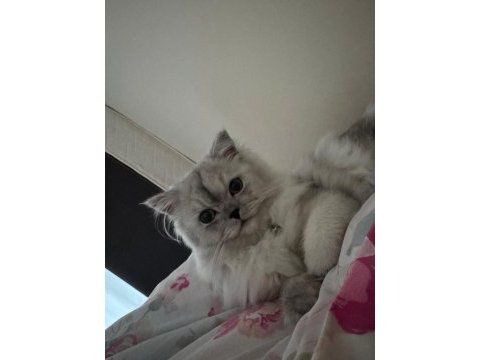 7 aylık british longhair dişi