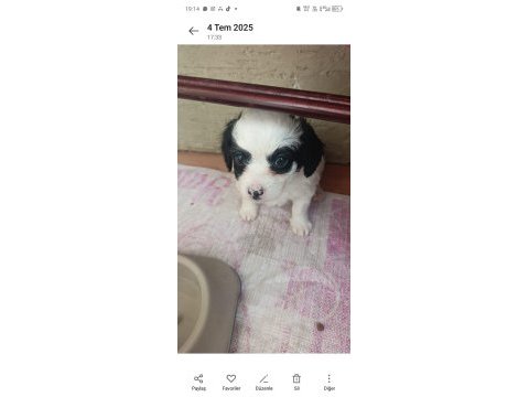 4 yavru köpeğimiz 1 buçuk aylık acil