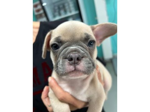 Fluffy ve ısabella taşıyıcı aşılı exotic french minikler
